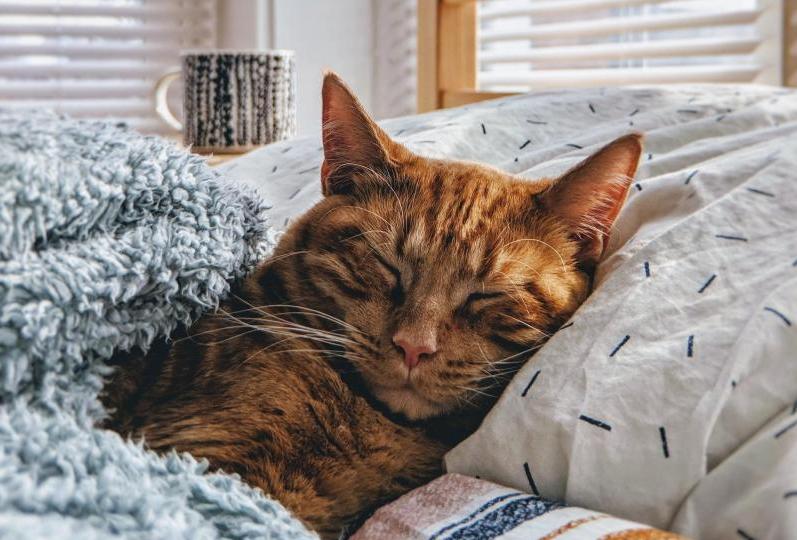 Новогодние скидки на корма и товары для животных! Новогодние скидки на корма и товары для животных!