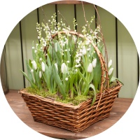 Подарочная корзина Весенняя полянка  фото, kupilegko.ru