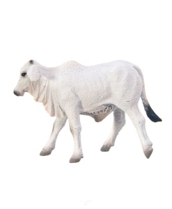 Теленок Брахмана, S 137867 GU  фото, kupilegko.ru